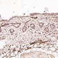 Anti-CD19 Rabbit Monoclonal Antibody